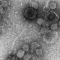 Thumbnail for FreddyDRoo