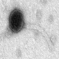 Thumbnail for Garcia