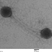 Thumbnail for EstrellaOasis