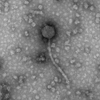 Thumbnail for Gnocchi