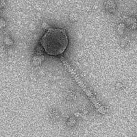 Thumbnail for GnomeoJuliette