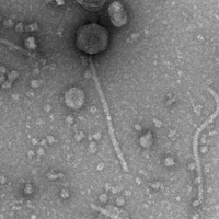 Thumbnail for GoodGuy