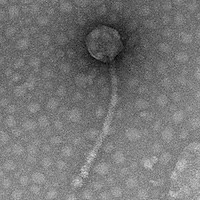 Thumbnail for GreenEyes