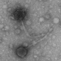 Thumbnail for Greenhaven