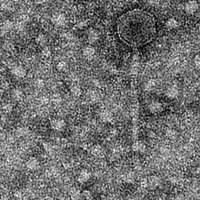 GrimEater EM Picture