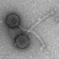 Thumbnail for Lucida