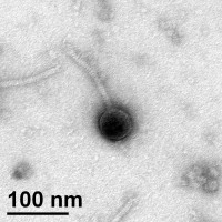 Thumbnail for Herbrut