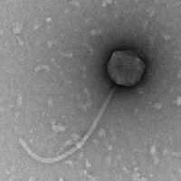 Thumbnail for Honeyjuice