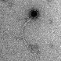 Thumbnail for Honmoon