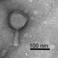 Pepperone EM Picture