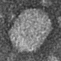 SardineQuasar EM Picture