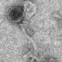 Thumbnail for Vasilios