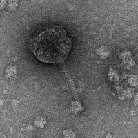 Thumbnail for Seraphina