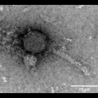 Thumbnail for Ibrahimica