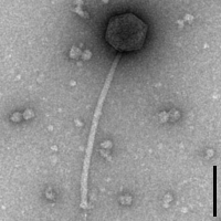 Jerma985 EM Picture Jerma985 EM Picture