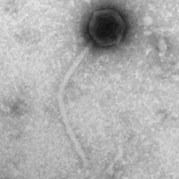 Thumbnail for Joyboy