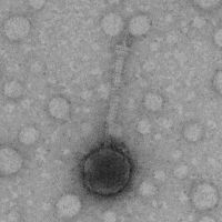 Thumbnail for BennyP