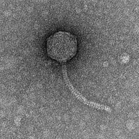 Thumbnail for KatnissEver