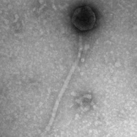 Kokushibo EM Picture