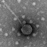 Thumbnail for Korelly10