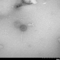 Laphuphu24k EM Picture