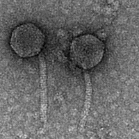 Thumbnail for LilSaint