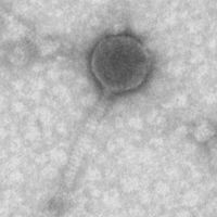 Thumbnail for Limatchia