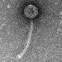 Thumbnail for LordVader