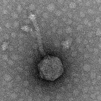 Lskywalker EM Picture