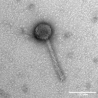 Thumbnail for Malina