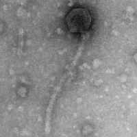 Thumbnail for Malvina