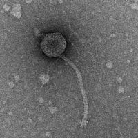 Thumbnail for Mapleville