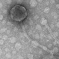 Thumbnail for MegTheThird