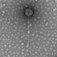 Thumbnail for Meunier