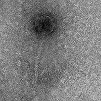 MillieVanilli EM Picture