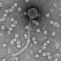 Thumbnail for MillySue