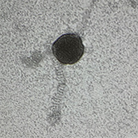 Thumbnail for Milostrum