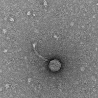 ProjectMayhem EM Picture