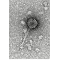 Thumbnail for MugiwaraLuffy