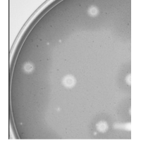 Thumbnail for MugiwaraLuffy