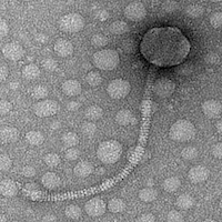 Thumbnail for MyleKika