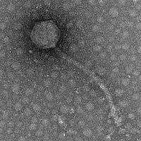 Thumbnail for Myrtille