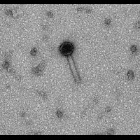 Thumbnail for Nandito