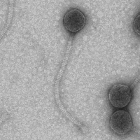 Thumbnail for Nettspend