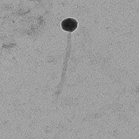 Thumbnail for Neurax