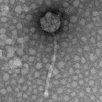 Thumbnail for NicoPrison