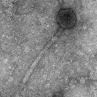 Thumbnail for NiteNDay