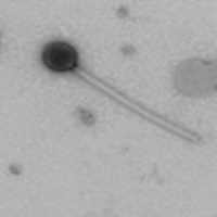 Thumbnail for Nocturne