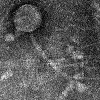 Thumbnail for NovaX7