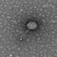 Thumbnail for PageBuckets